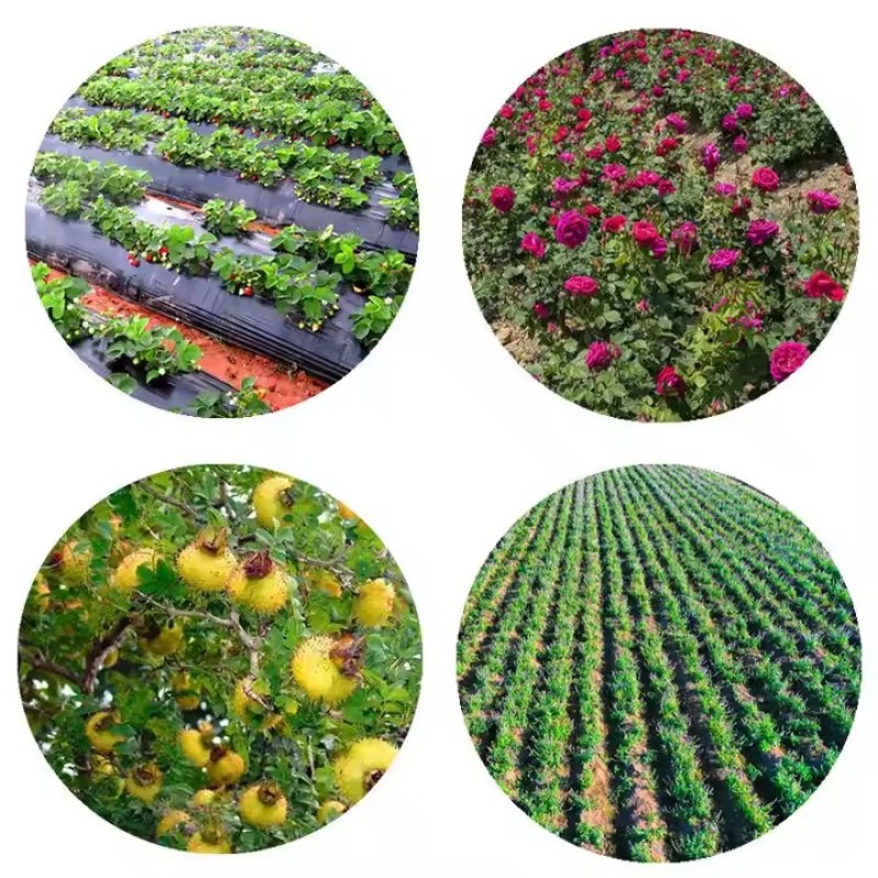 Organic Maca Root Powder Energizing Superfood Black Maca Powder Herbal Supplement Vegan Maca Powder