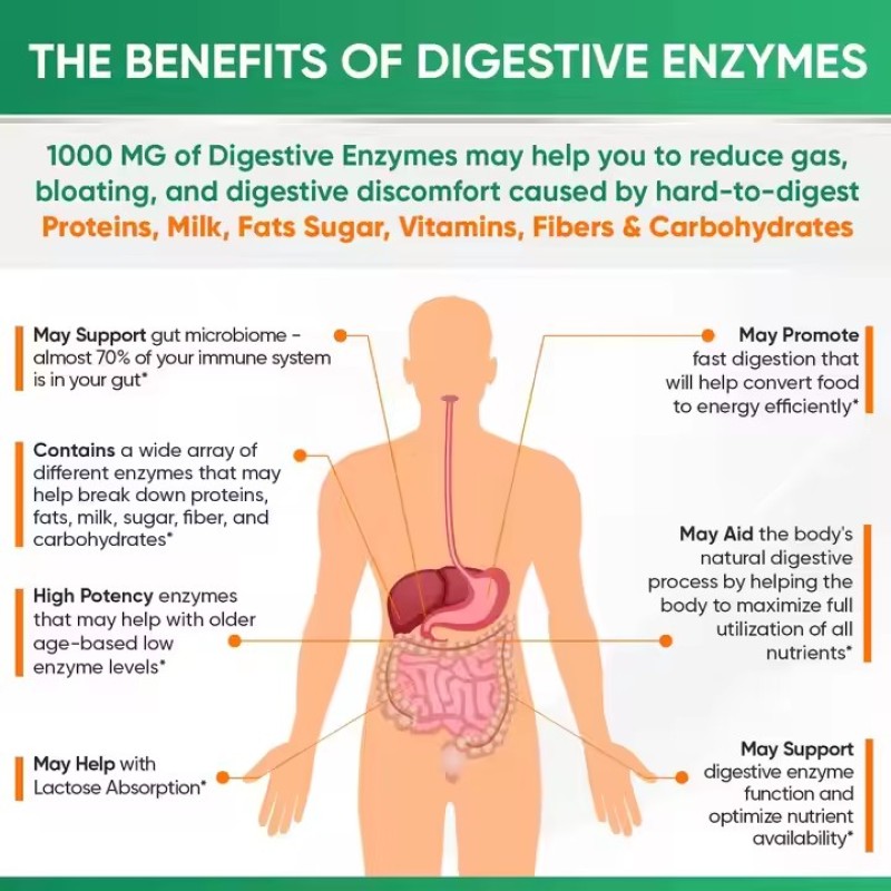 Digestive Enzyme Capsules Prebiotic Probiotic Supplements Organic Plant Digestive Lactose Capsules 1000 mg Vegetarianism