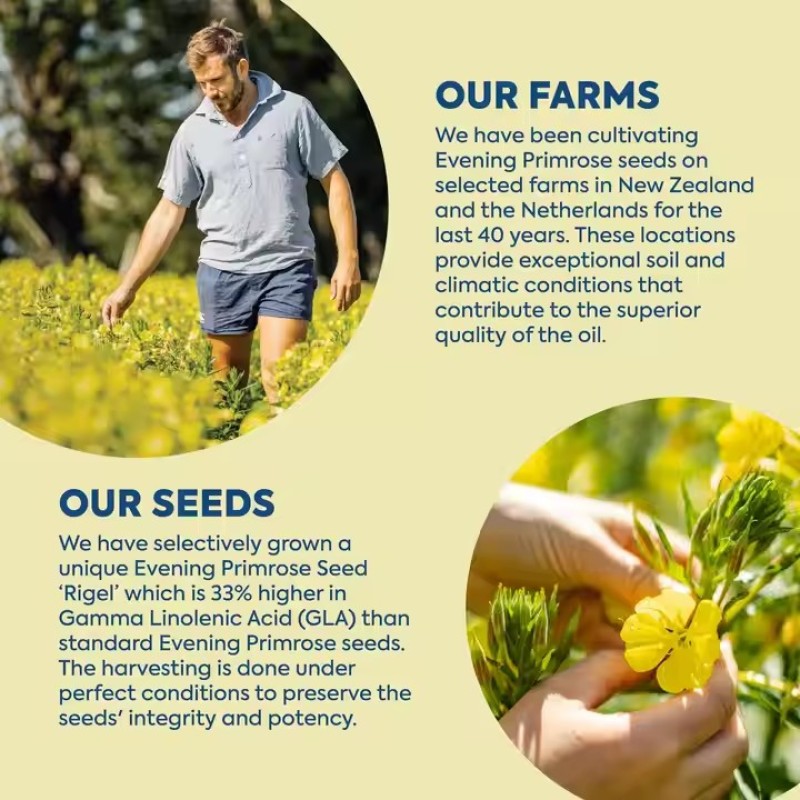 Organic Natural Supplement 500mg & 1000mg Evening Primrose Oil Softgel Capsules Natural Health Booster