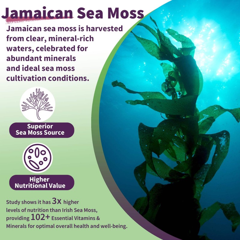 OEM Organic Sea Moss Gummies with Vitamin C | Vegan Immune Support | Burdock Root & Bladderwrack Supplement for Adults