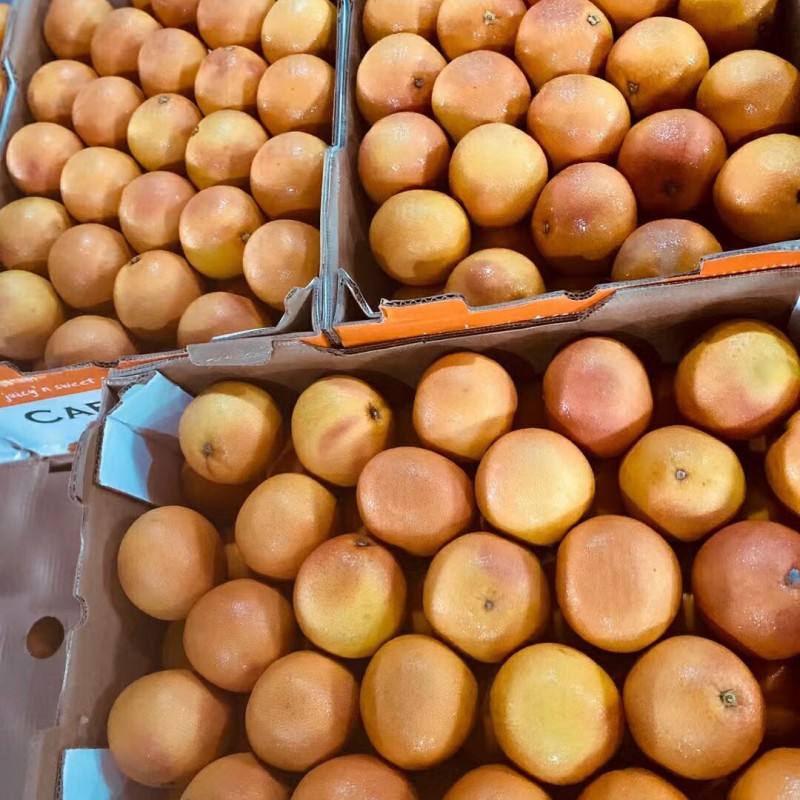 Wholesale Healthy Freeze-Dried Fruit Tea with Rich Vitamin C Natural Dehydrated Grapefruit in Cup Sachet or Bottle Packaging