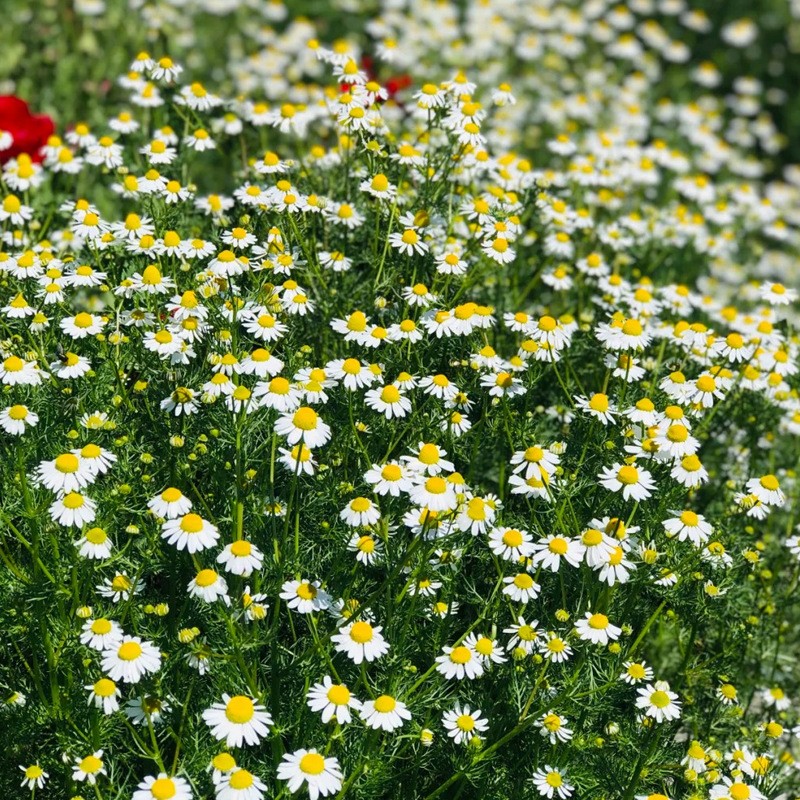 Factory Price 100% Organic Chamomile Tea Healthy and Wholesome for Slimming Packaged in Cup and Bottle