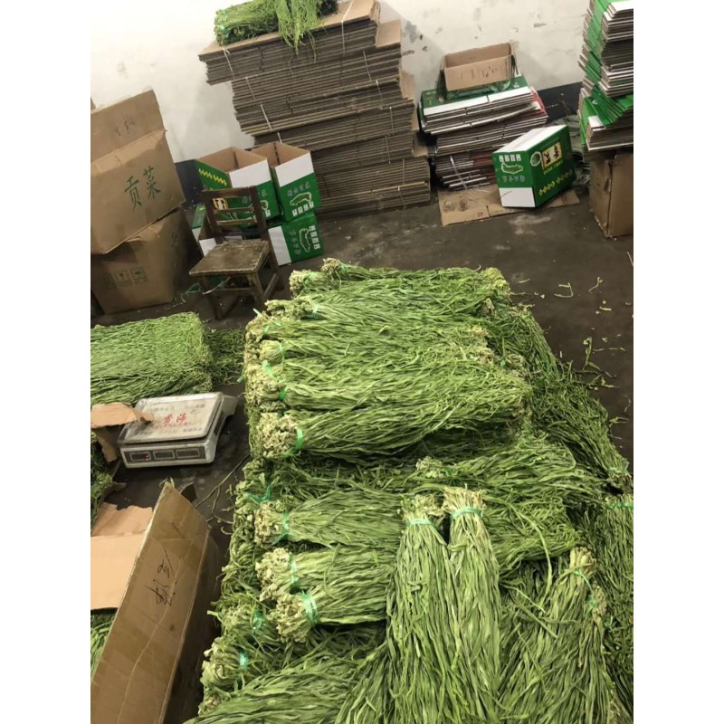 Factory Direct Organic Dry Gongcai Strip Greenhouse Grown Lettuce Whole Mountain Jelly Vegetable Hotpot No Additives Bulk