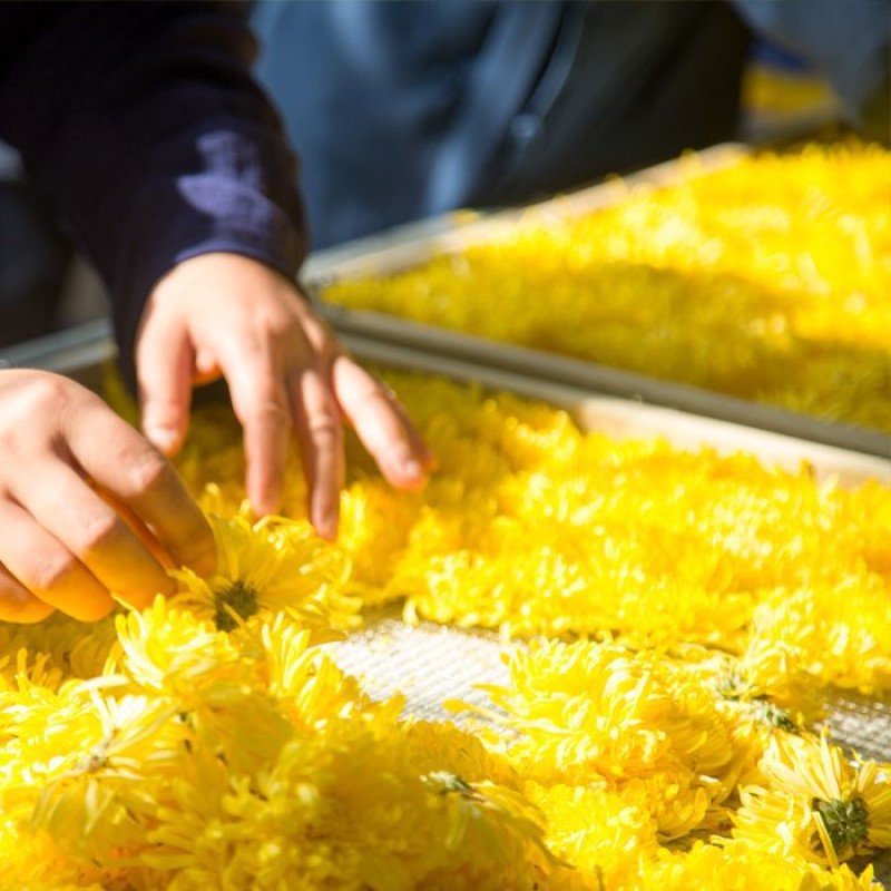 High Quality Organic Chrysanthemum Blooming Tea Flavorful Small Loose Tea Bags Popular Flower Tea Drink