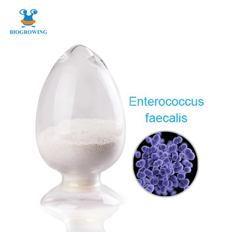 Private Label 200 Billion CFU/g Probiotic bulk Freeze-dried  Probiotics Enterococcus Faecalis
