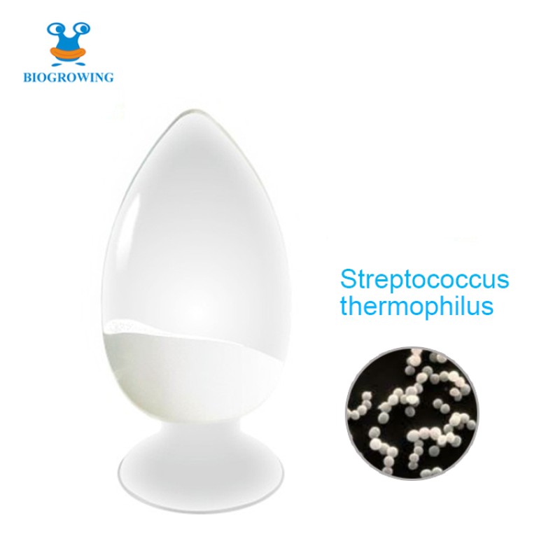 400 Billion CFU/g Freeze-dried Lypholized Probiotics Coated Probiotics Powder Streptococcus Thermophilus