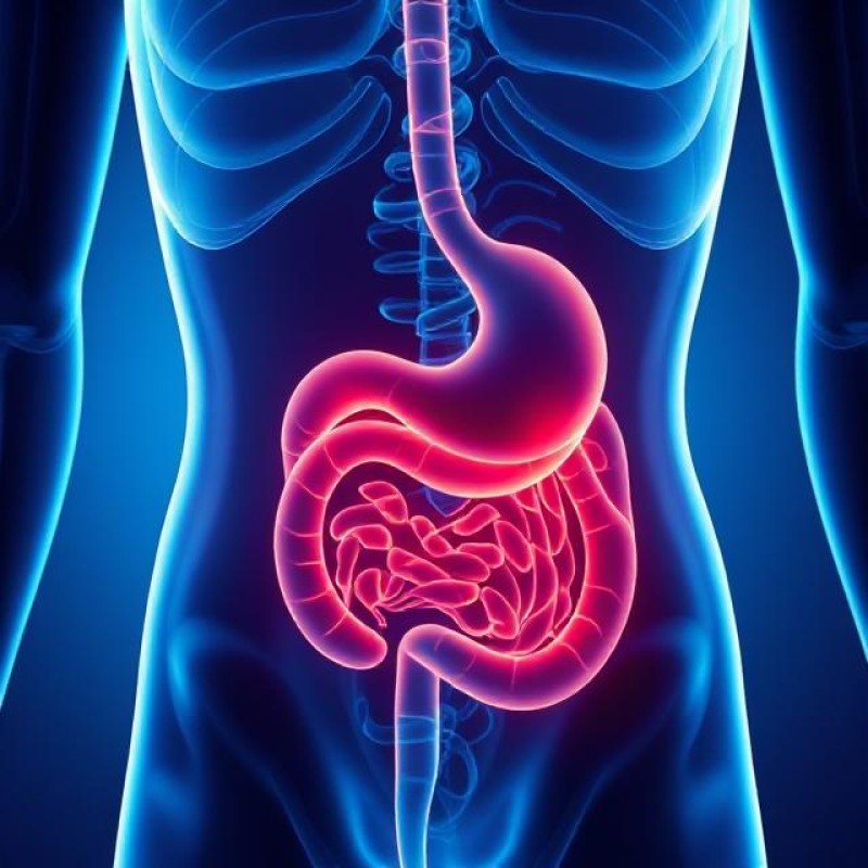 200 Billion CFU per gram Freeze-dried Bifidobacterium Bifidum Probiotic Powder