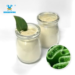 High stability Probiotic blend lactobacillus probiotic lactobacillus helveticus probiotic bacteria