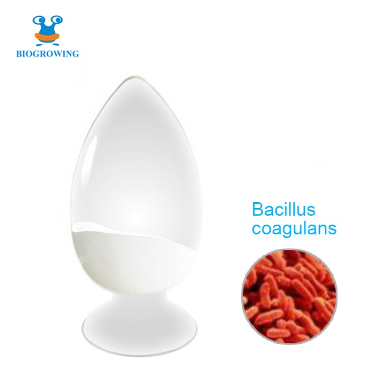 100 Billion CFU/g High Quality bacillus coagulans probiotic Powder Bacillus Coagulans powder