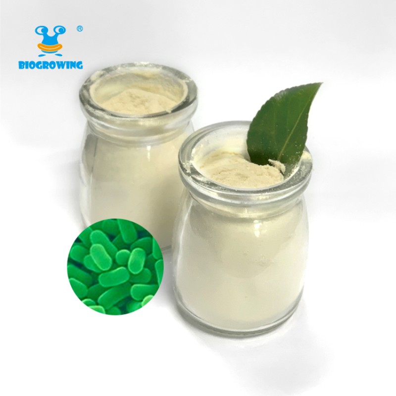 c-GMP factory  500 billion CFU/g Health Care Supplement Lactobacillus Plantarum Probiotics