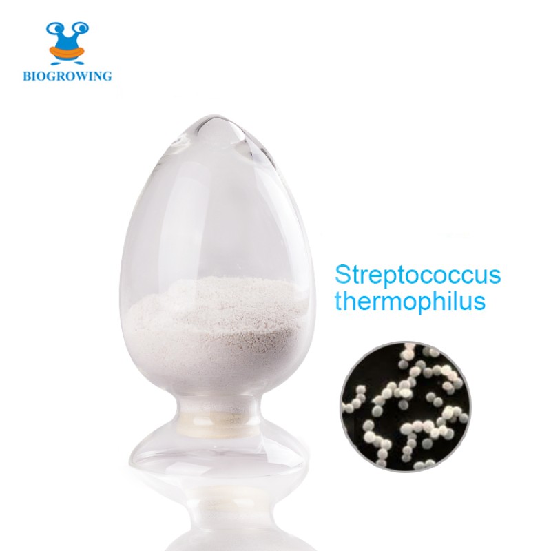400 Billion CFU/g Freeze-dried Lypholized Probiotics Coated Probiotics Powder Streptococcus Thermophilus