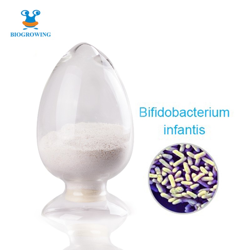 High Stability Freeze-dried  500B CFU/g Bifidobacterium Lactis Probiotic