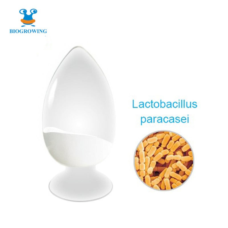 Probiotics strain Probiotic Powder Lactobacillus paracasei