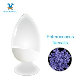 Private Label 200 Billion CFU/g Probiotic bulk Freeze-dried  Probiotics Enterococcus Faecalis