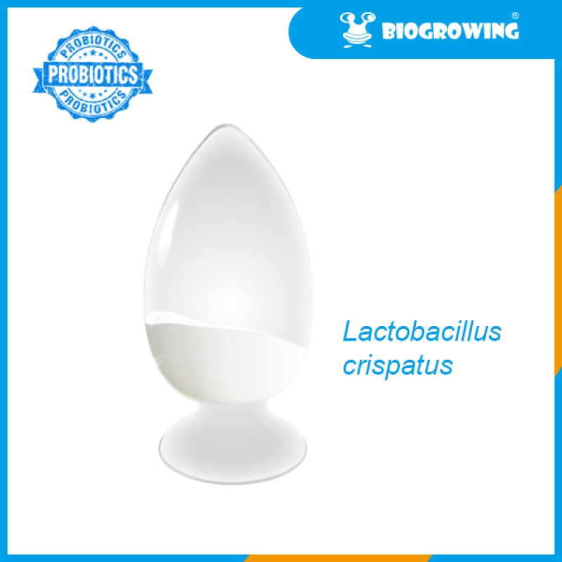 Private Label Probiotic Capsule for Antibiotic-Associated Diarrhea Relief