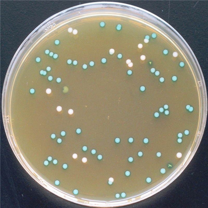 Microbiological Dehydrated Culture Media, Culture Medium