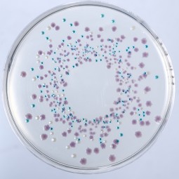 E.coli  Diagnostic Serum Biochemical Sera for Microbial Identification