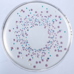E.coli  Diagnostic Serum Biochemical Sera for Microbial Identification