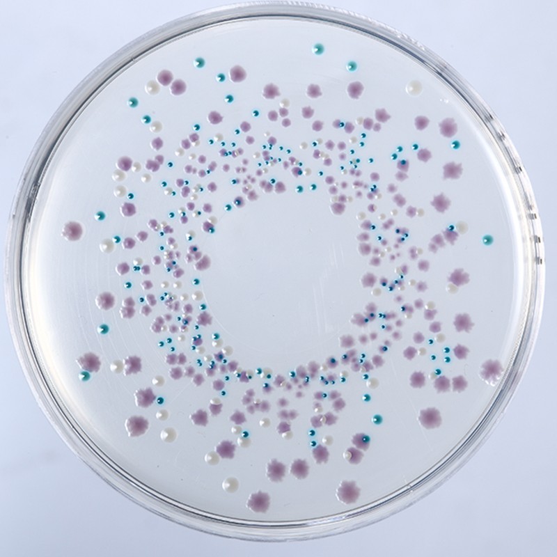 E.coli  Diagnostic Serum Biochemical Sera for Microbial Identification
