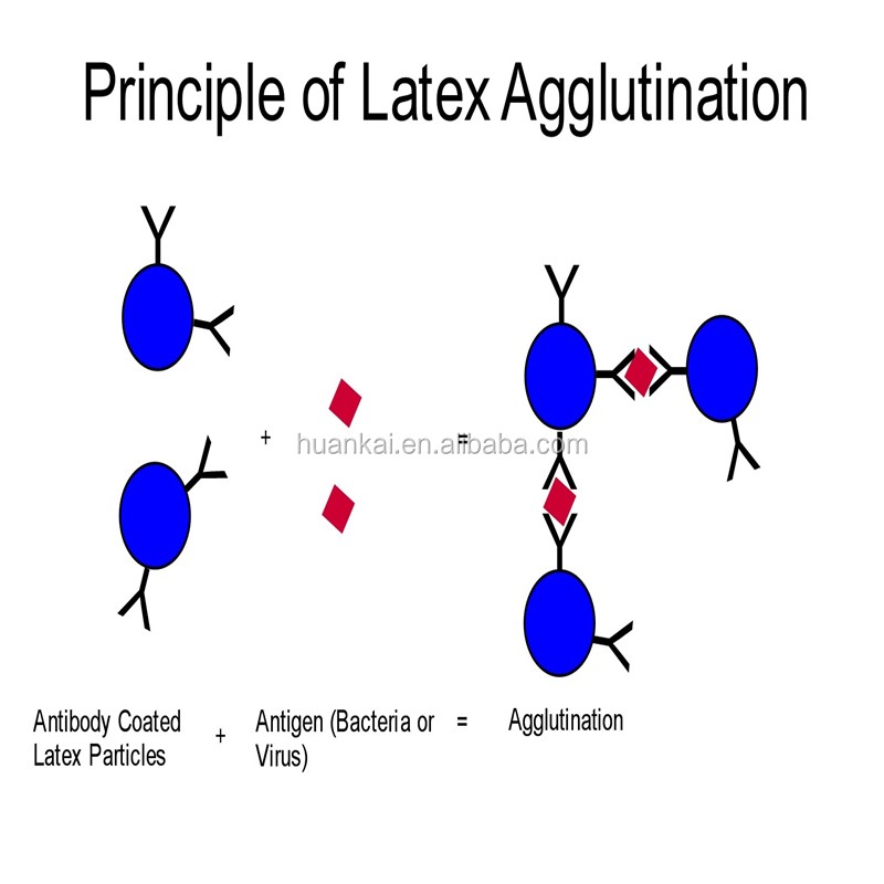 Listeria Latex Agglutination test Kit