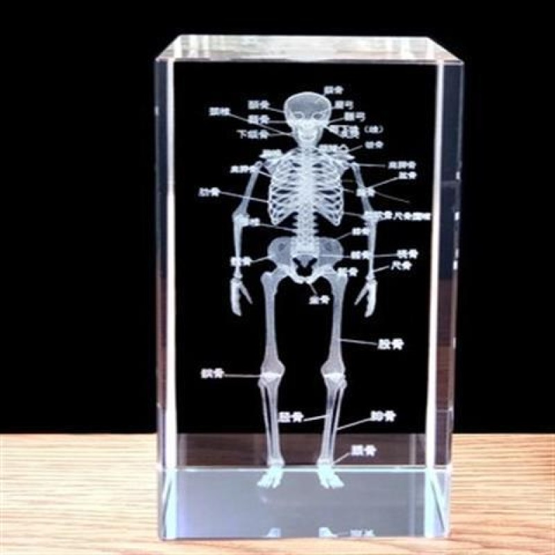 Human Brain Model Factory - Crystal Anatomical 5x5x8cm for Medical Education