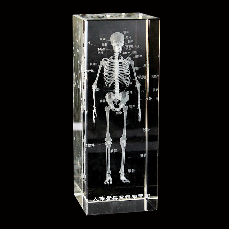 Human Brain Model Factory - Crystal Anatomical 5x5x8cm for Medical Education