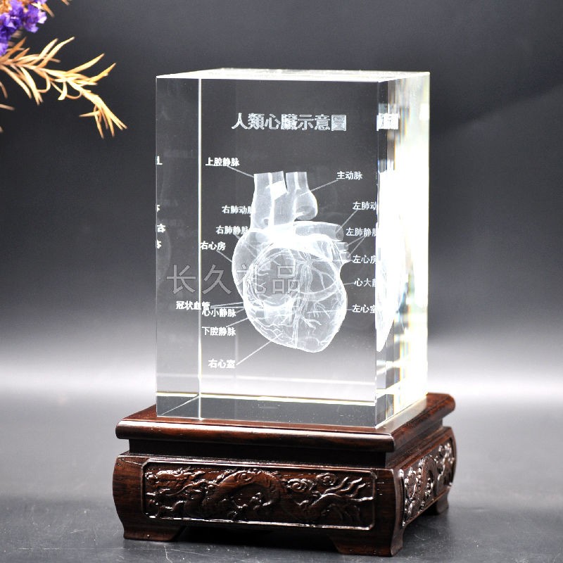 Human Ear Model Manufacturer - Crystal Anatomical 5x5x8cm Teaching Model