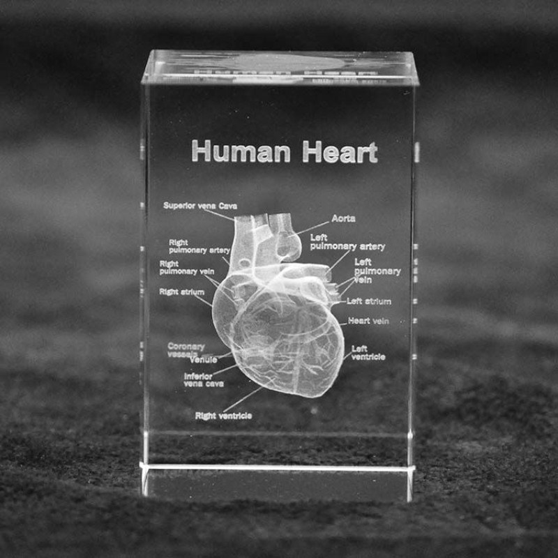 Human Ear Model Manufacturer - Crystal Anatomical 5x5x8cm Teaching Model