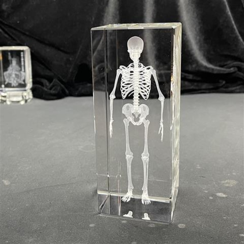 Human Brain Model Factory - Crystal Anatomical 5x5x8cm for Medical Education