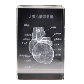 Human Ear Model Manufacturer - Crystal Anatomical 5x5x8cm Teaching Model