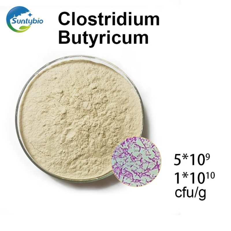2025 Hot Sales Feed Grade Clostridium Butyricum Probiotics in Animal Feed