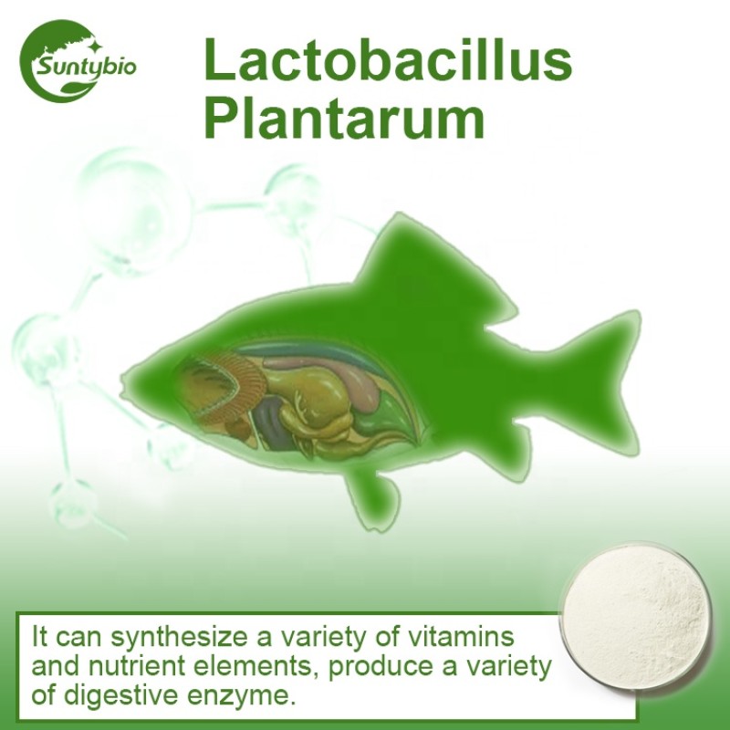 Feed Grade Lactobacillus Plantarum  for Animal Health