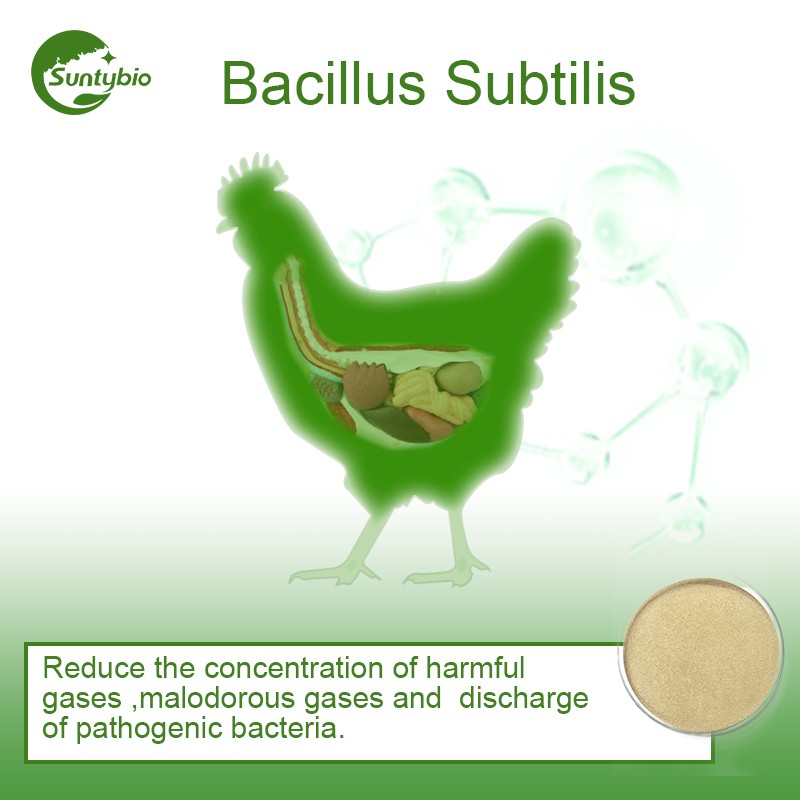 Plant Growth Promoting Bacillus Subtilis Powder for Low Price
