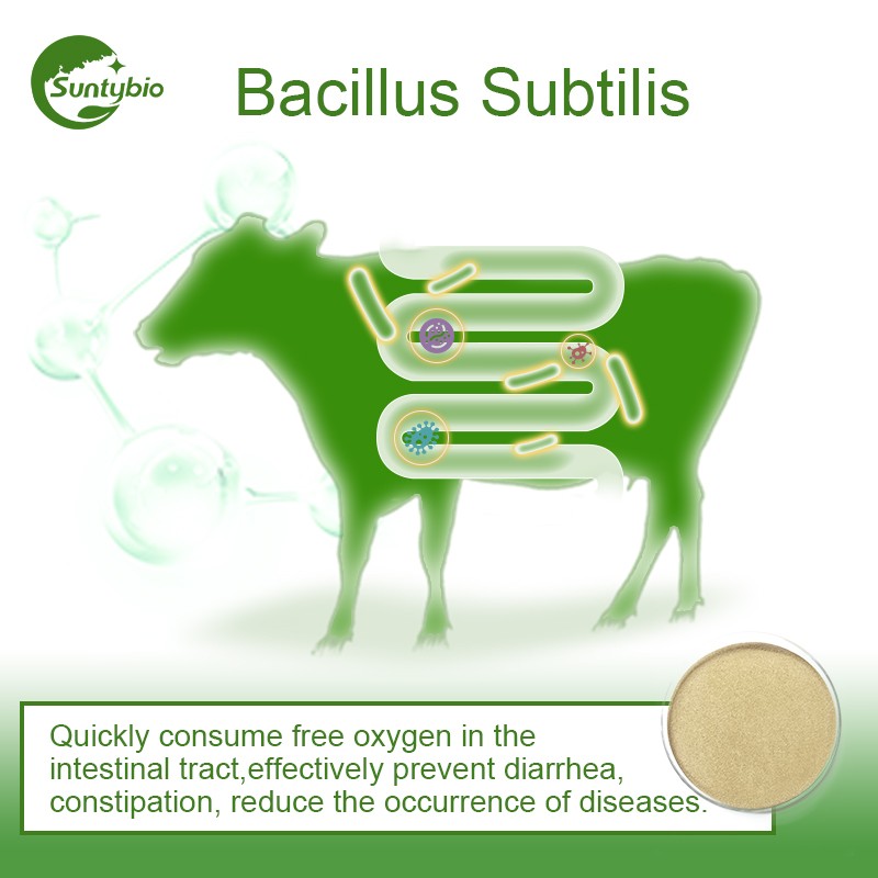 Plant Growth Promoting Bacillus Subtilis Powder for Low Price