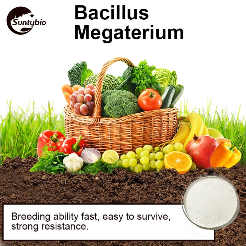 Microorganism Fertilizer Probiotics Bacillus Megaterium
