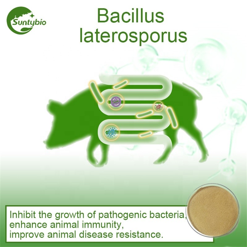 Probiotic Bio Fertilizer Bacillus Laterosporus for Agriculture