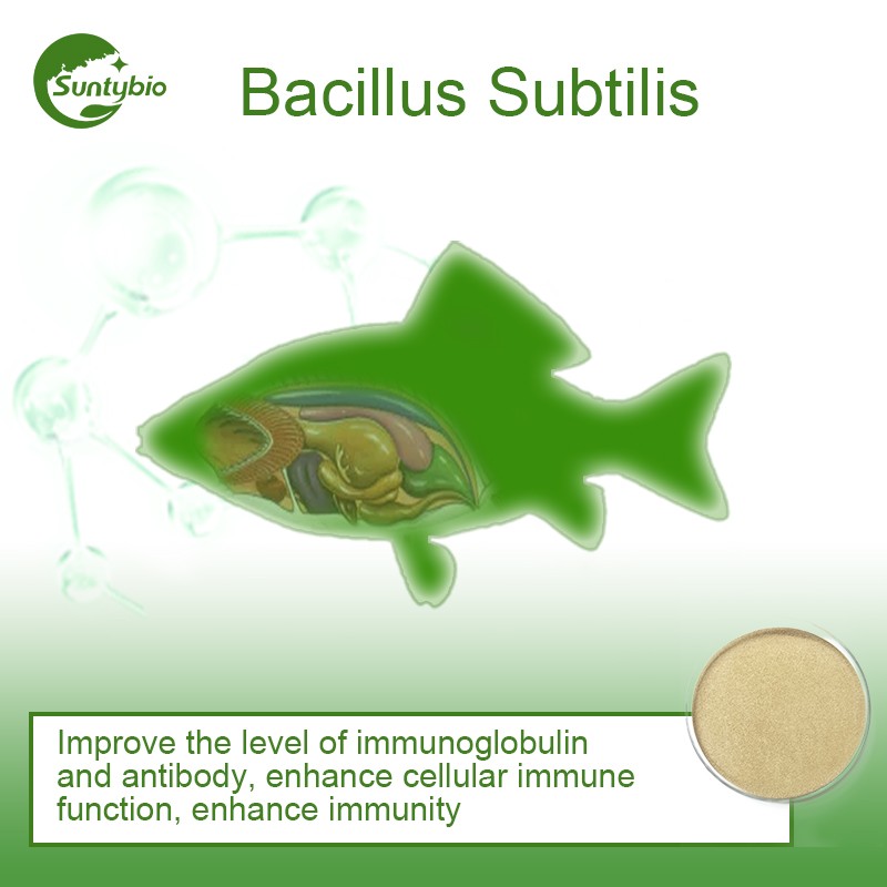 Probiotic Bacillus Subtilis for Animal Health Agriculture and Water Treatment