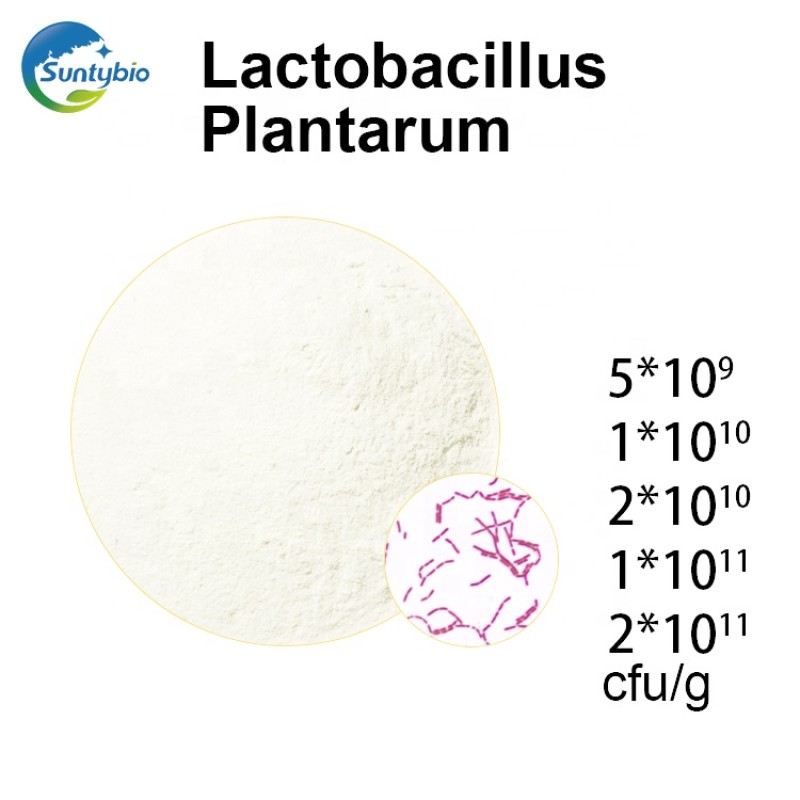 Feed Grade Lactobacillus Plantarum  for Animal Health