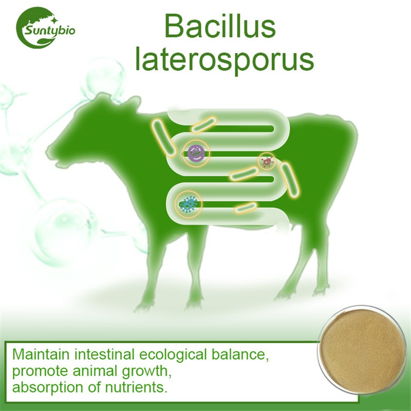 Probiotic Bio Fertilizer Bacillus Laterosporus for Agriculture