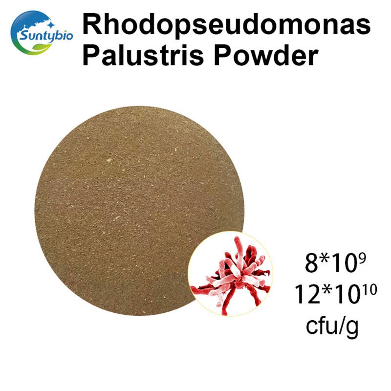 Aquaculture Photosynthetic Bacteria for Power