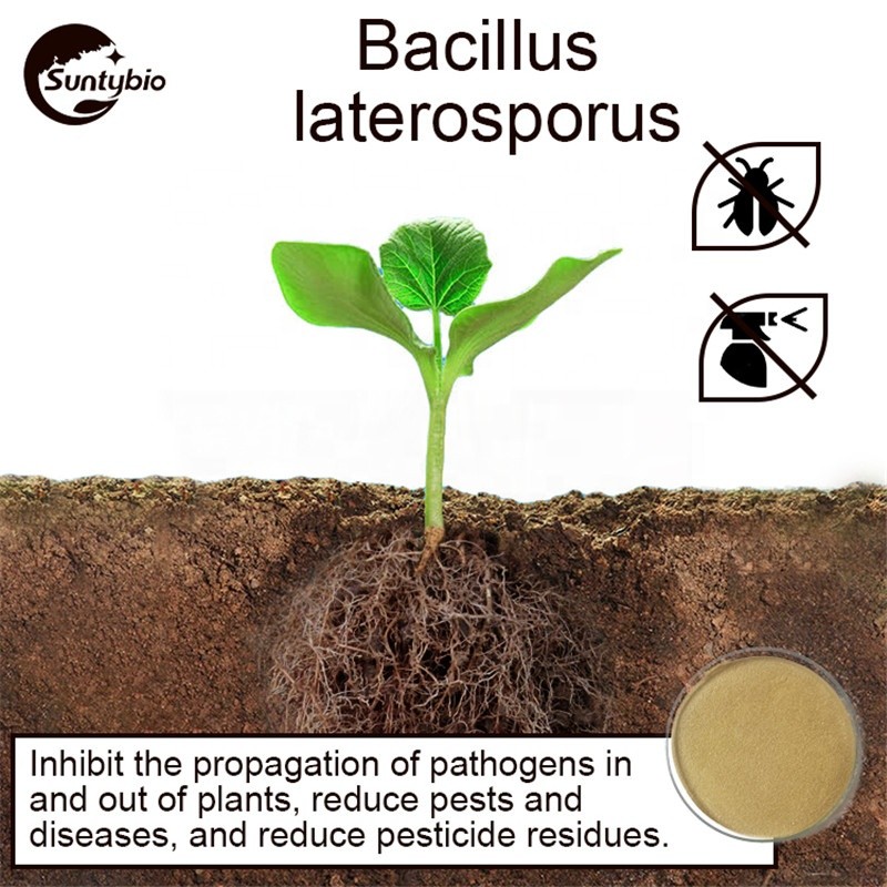 Probiotic Bio Fertilizer Bacillus Laterosporus for Agriculture