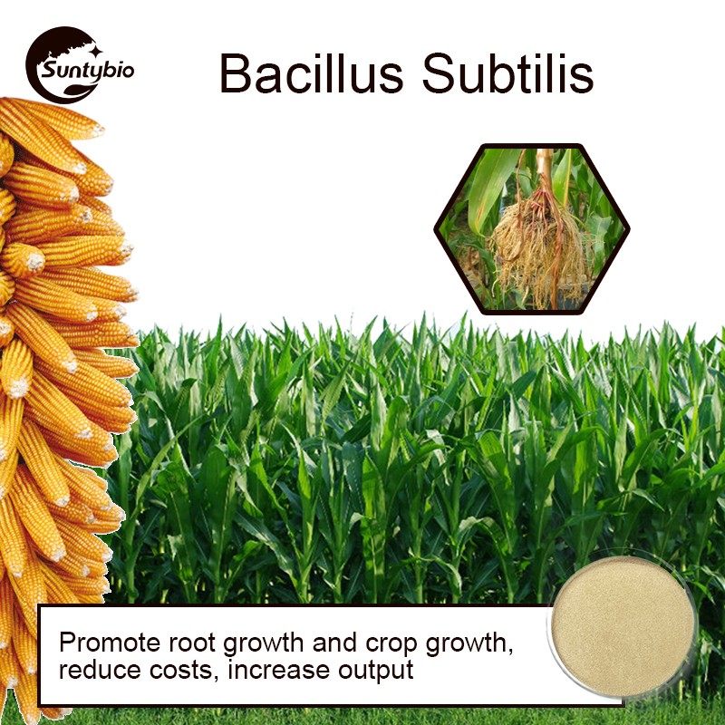 Probiotic Bacillus Subtilis for Animal Health Agriculture and Water Treatment