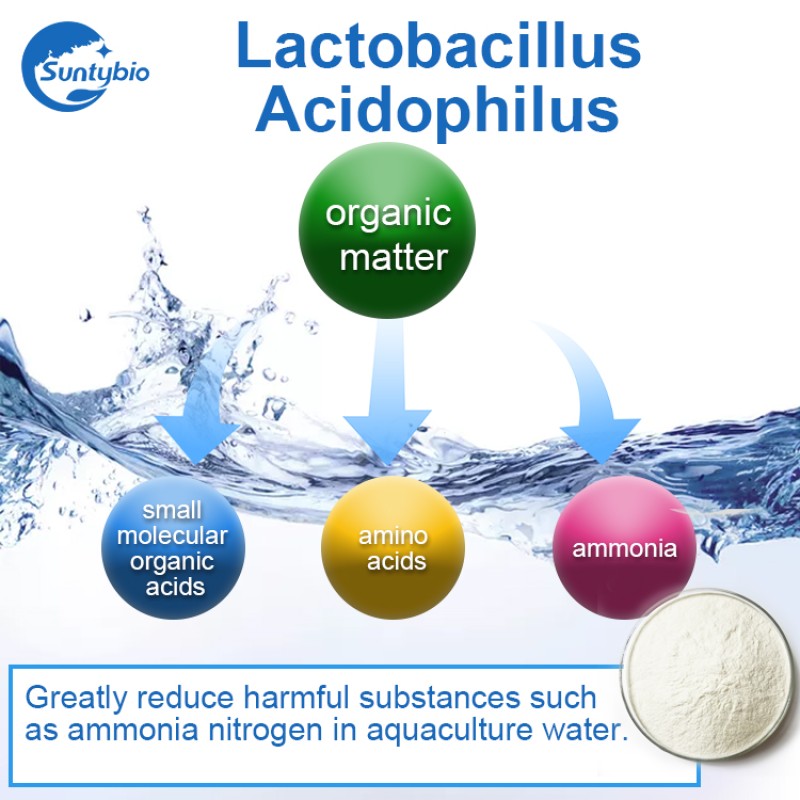Wholesale Price Probiotics Lactobacillus Acidophilus Powder