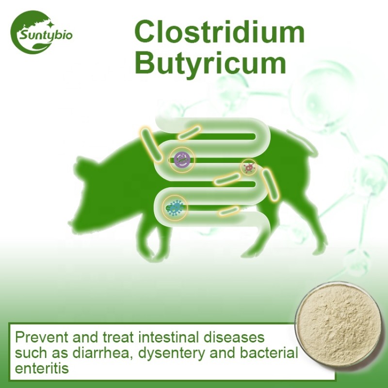 2025 Hot Sales Feed Grade Clostridium Butyricum Probiotics in Animal Feed