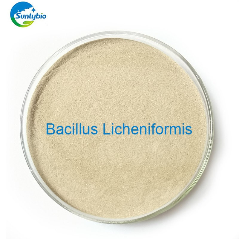 Feed  Additives Manufacturer Bacillus Licheniformis
