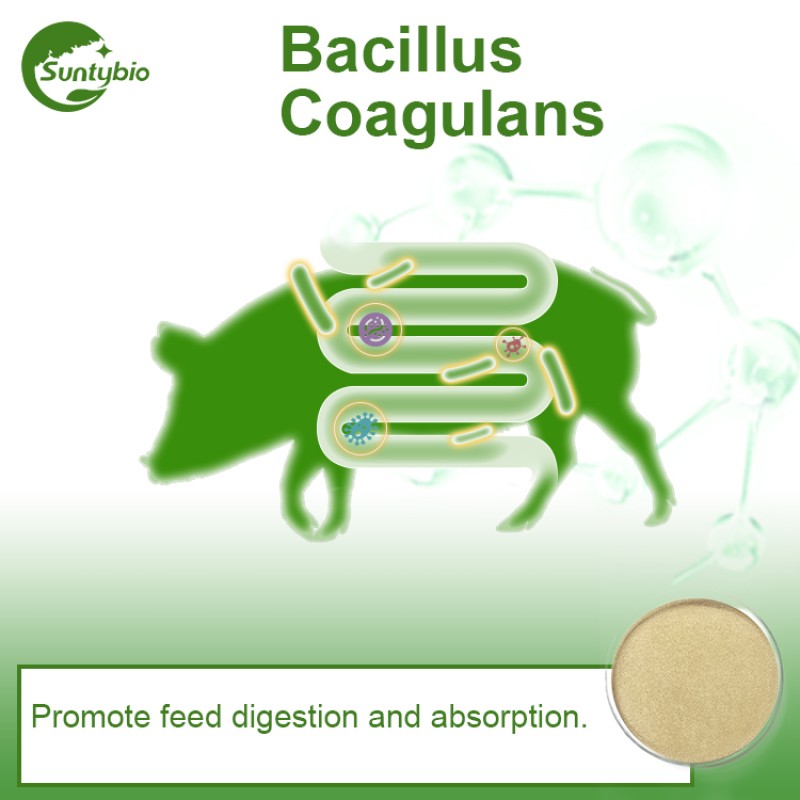China Factory Bacillus Coagulans Feed with Probiotics