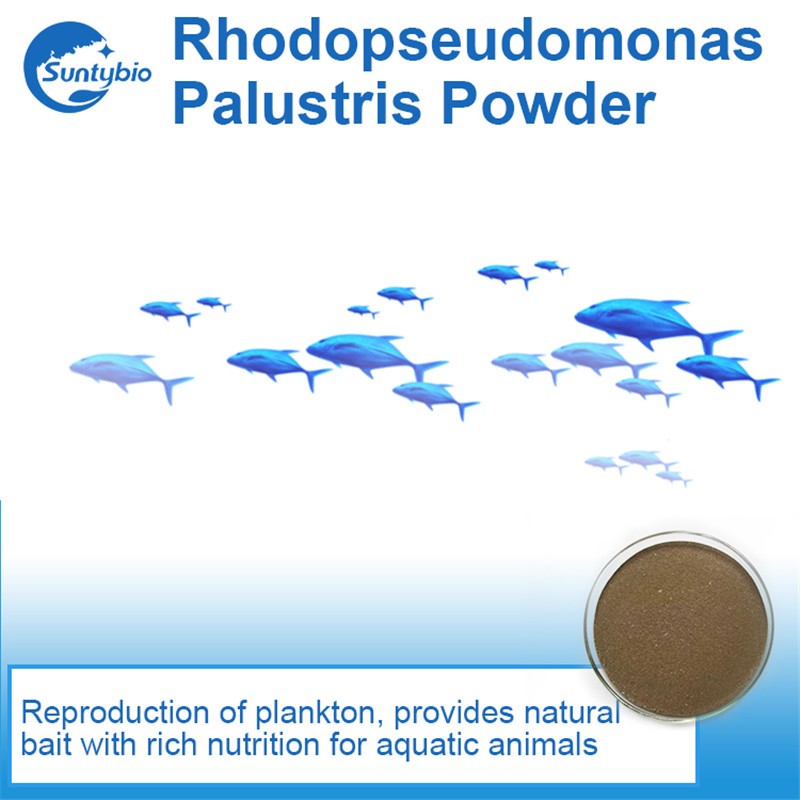 Aquaculture Photosynthetic Bacteria for Power