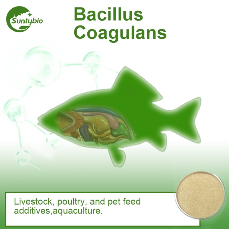 China Factory Bacillus Coagulans Feed with Probiotics
