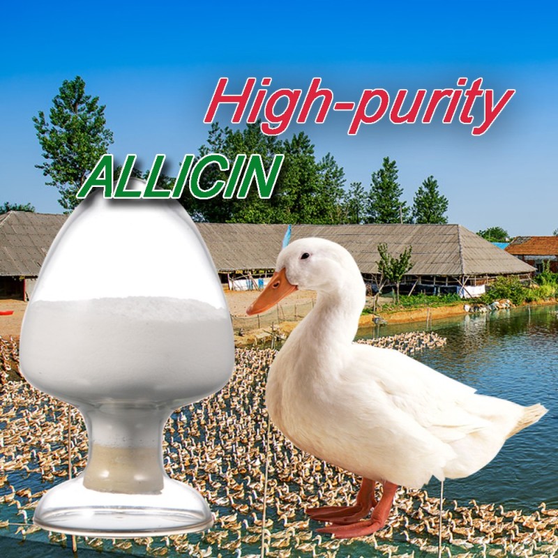 ISO SGS certified allicin/allicin garlic plant extract bio attractant