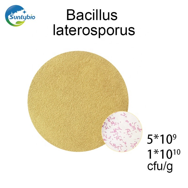 Probiotic Bio Fertilizer Bacillus Laterosporus for Agriculture